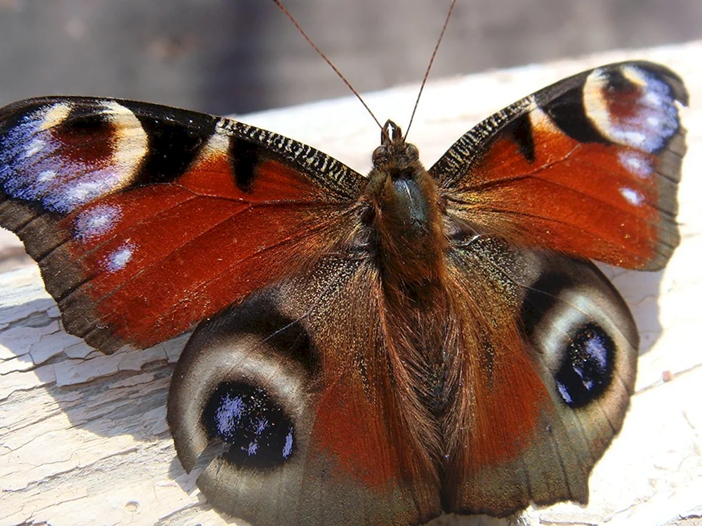 Schokoladenfalter und Tagpfauenauge