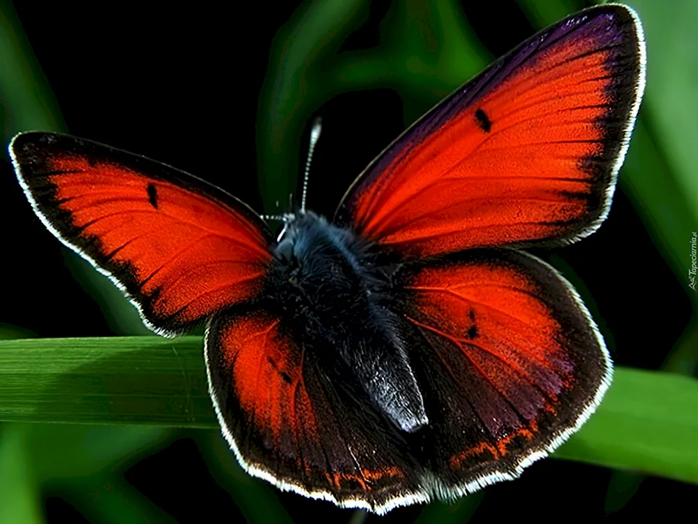 Cymothoe Sangaris