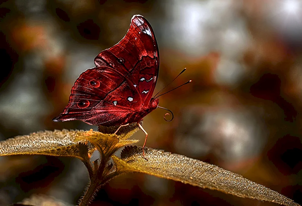 Callicora kinosura Schmetterling