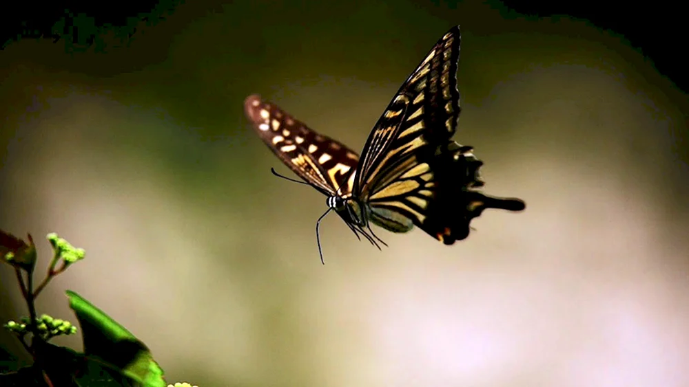 Ein Schmetterling im Flug