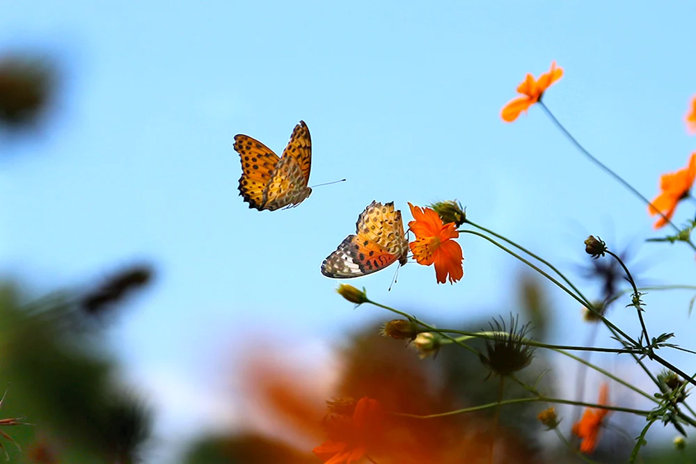 Schmetterling im Flug