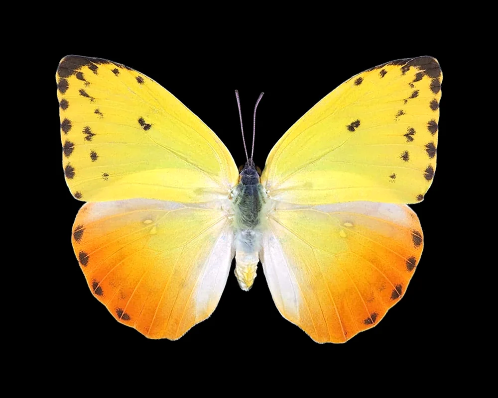 Gelber Schmetterling