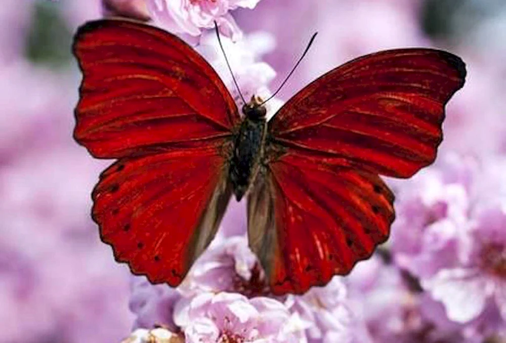 Schmetterlinge