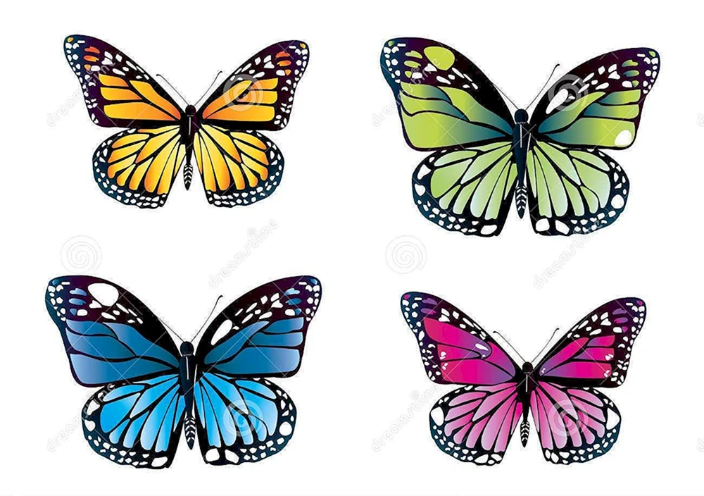 Buntes Schmetterlingsbild für Kinder