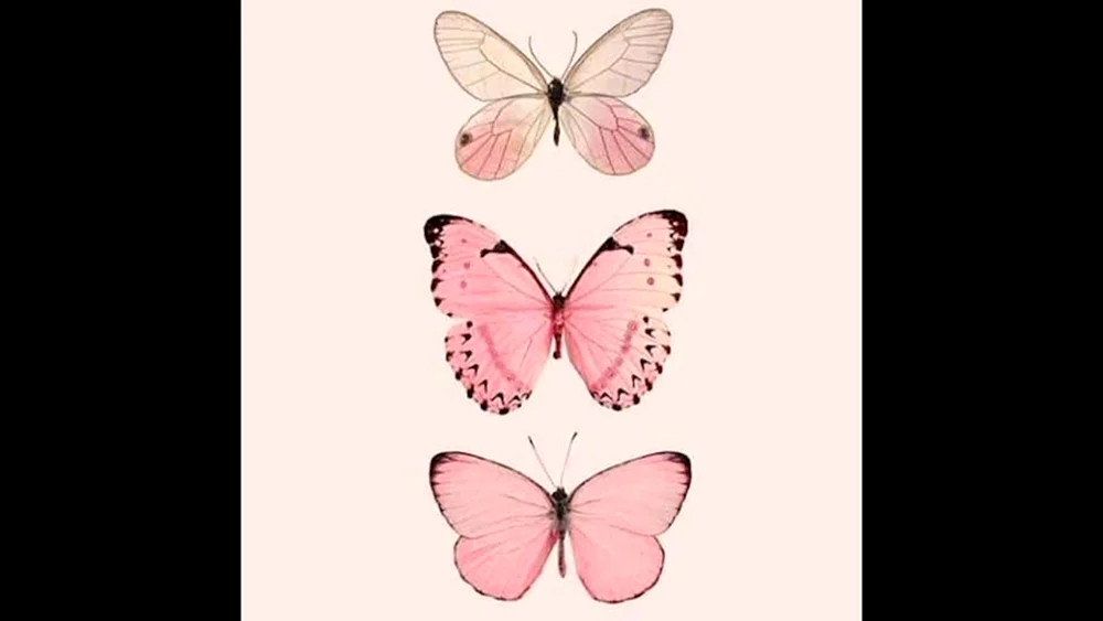 Fotodruck Schmetterlinge rosa
