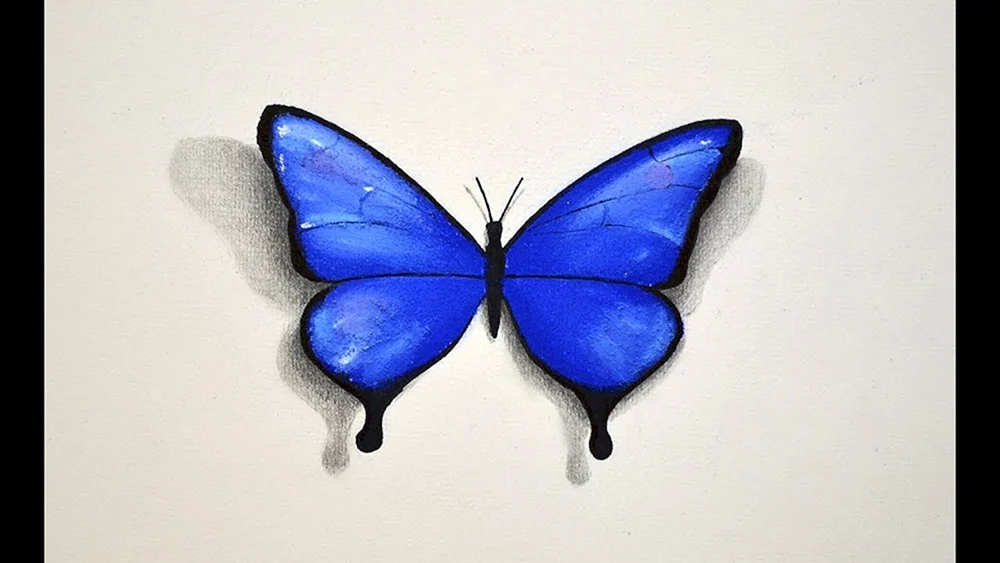 Schmetterling Bleistiftzeichnung