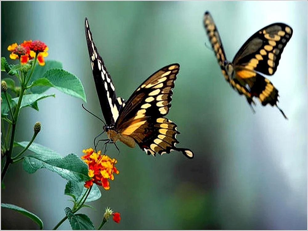 Schmetterling im Flug