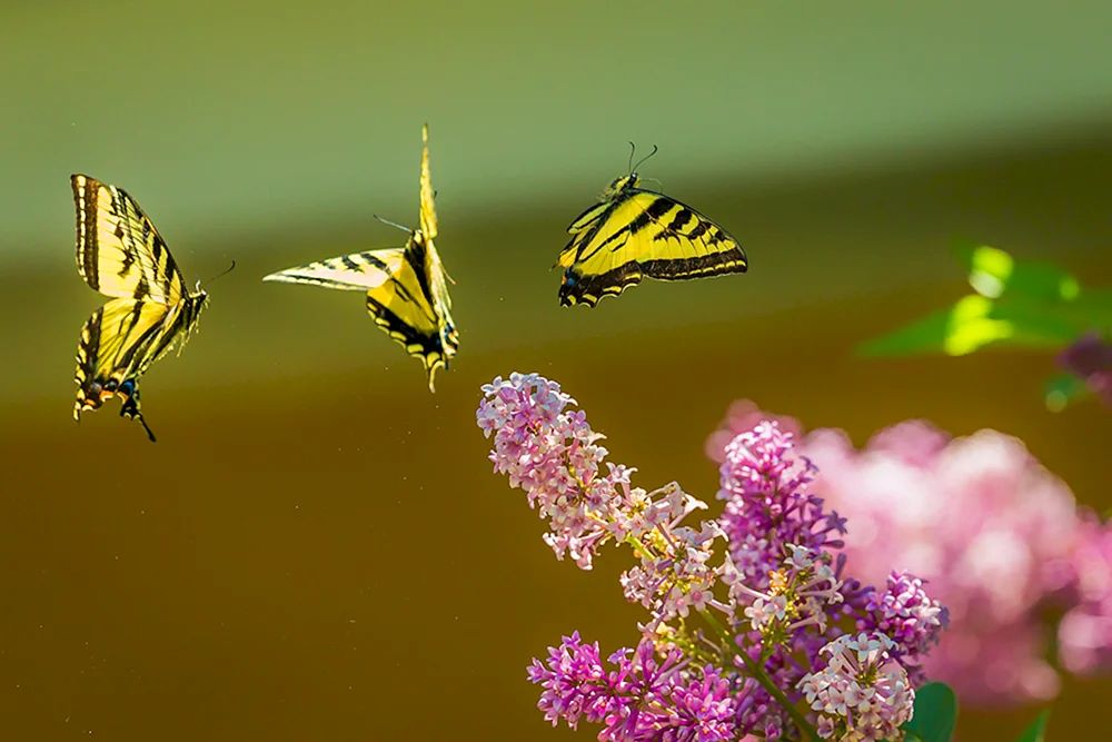 Der Monarchfalter Biosphärenreservat