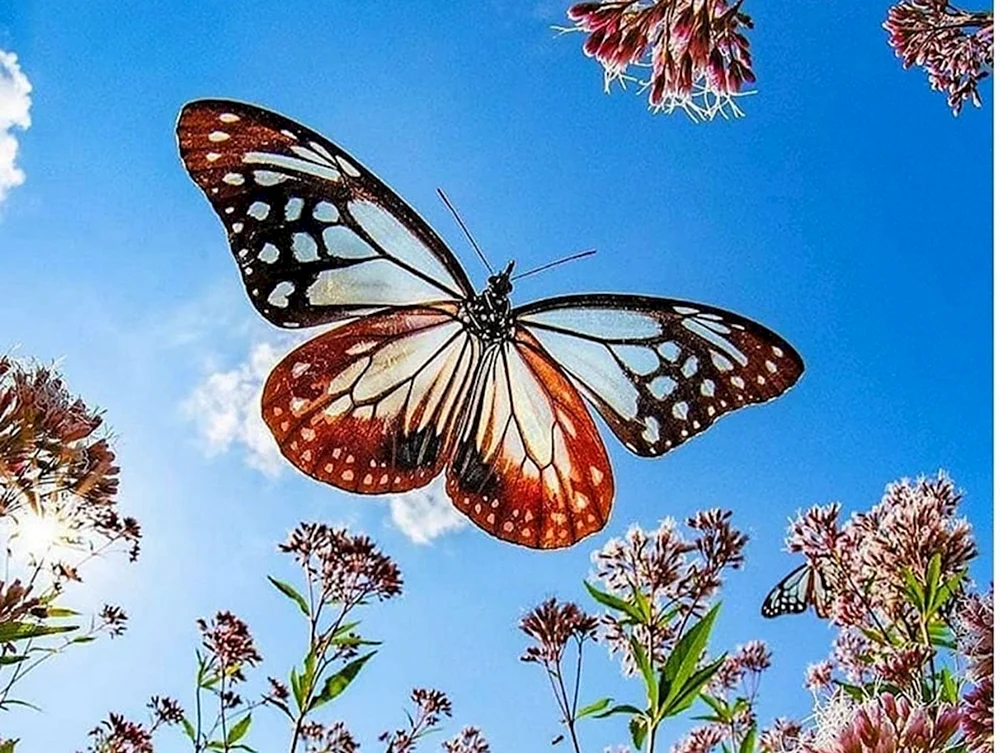 Schmetterlinge im Flug