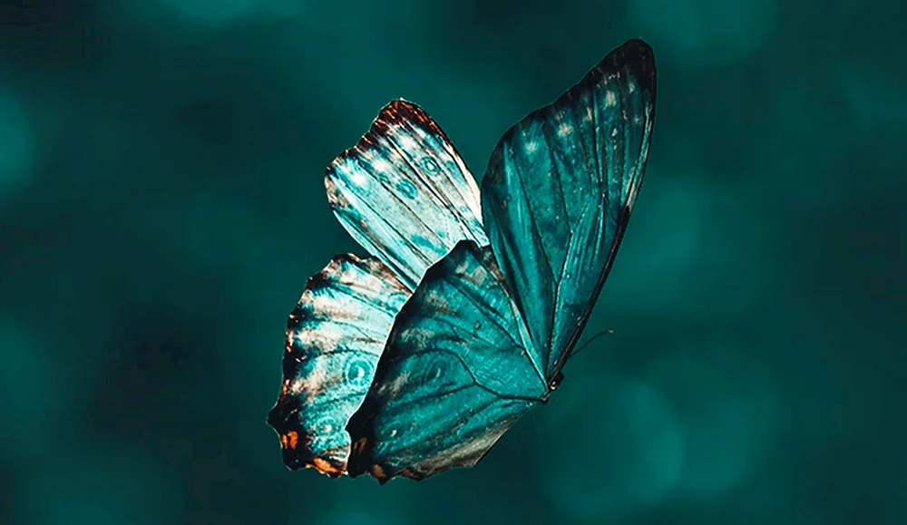 Monarchfalter