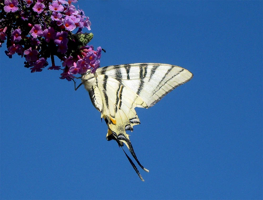 Blauer Monarchfalter