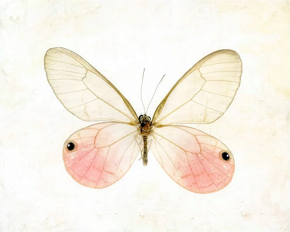 Schmetterlinge der Bettfarbe