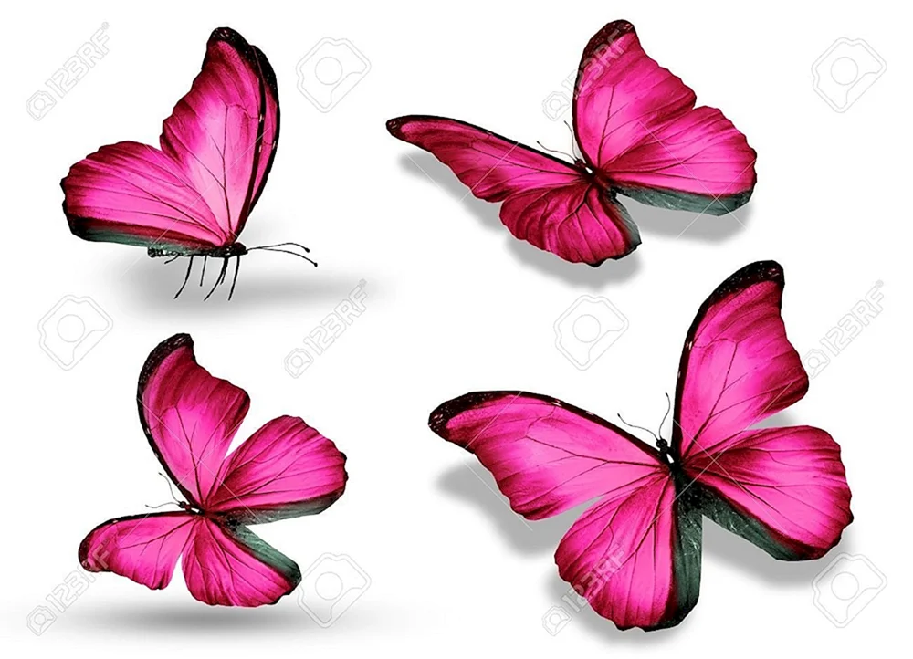 Schmetterling Violette Schmetterlinge