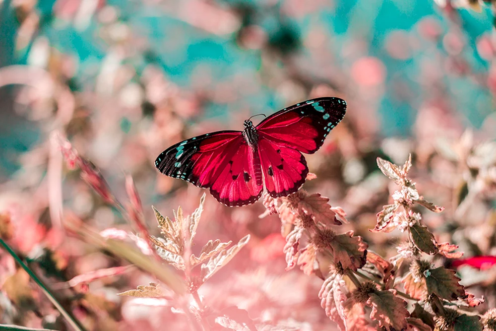 Roter Schmetterling