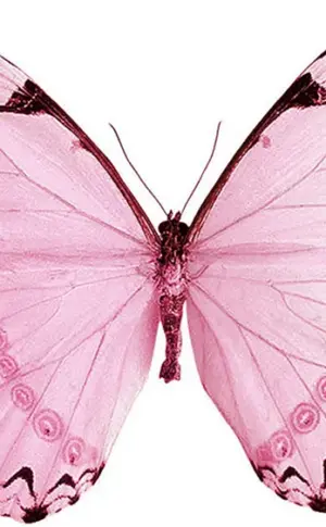 Schmetterlinge rosa