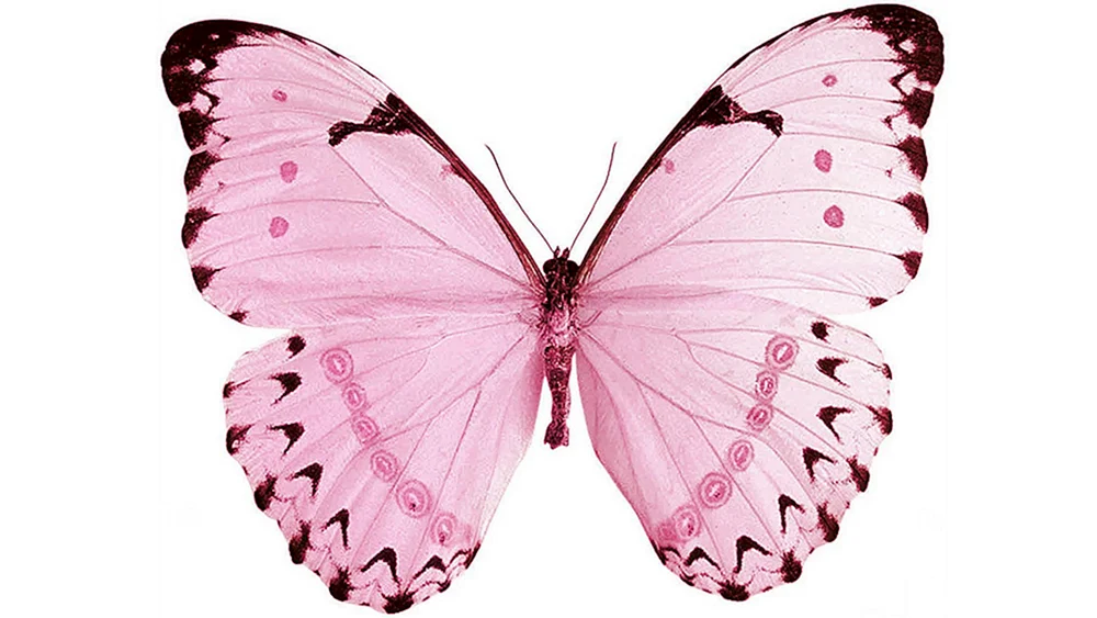 Schmetterlinge rosa