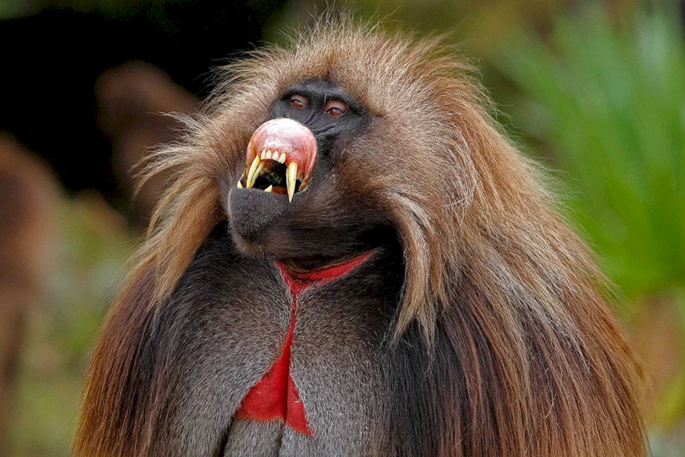 Planet. Orang-Utan-Affe
