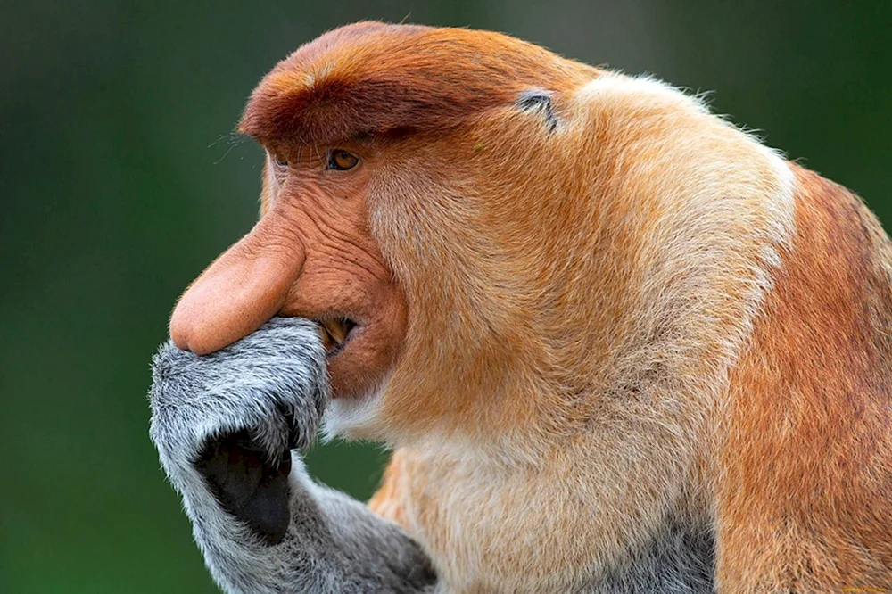 Nasenaffe