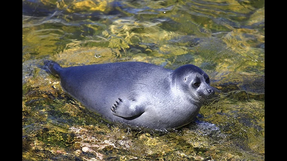 Baikal Nerpa