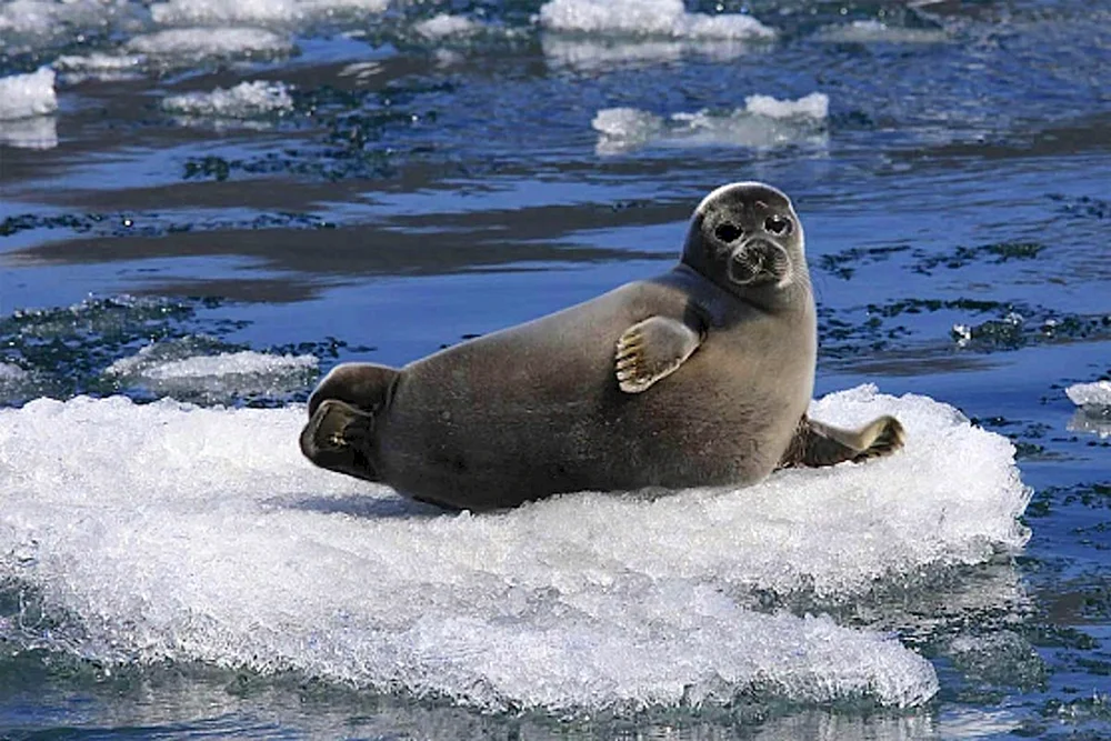 Baikal Nerpa