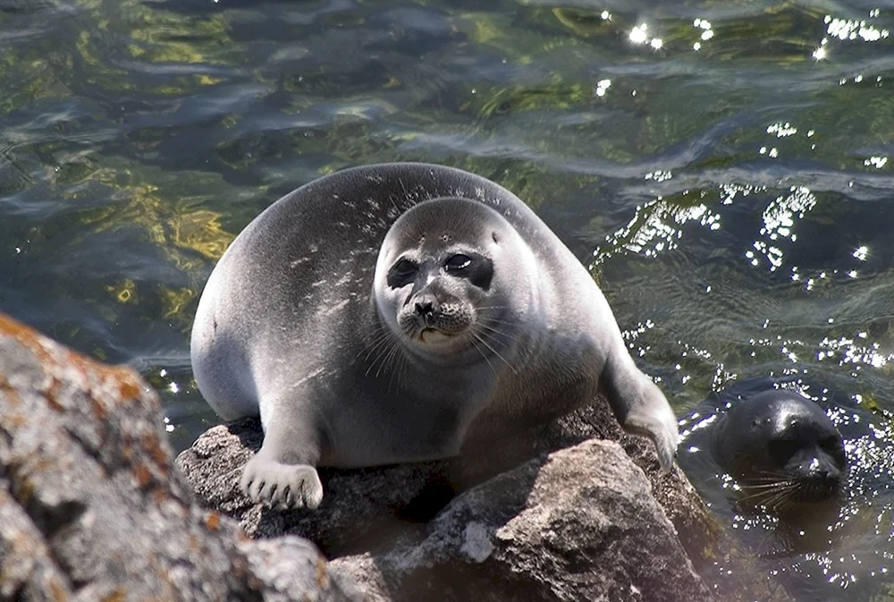 Baikal Nerpa