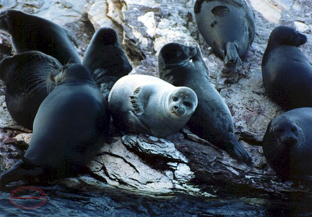 Baikal Nerpa
