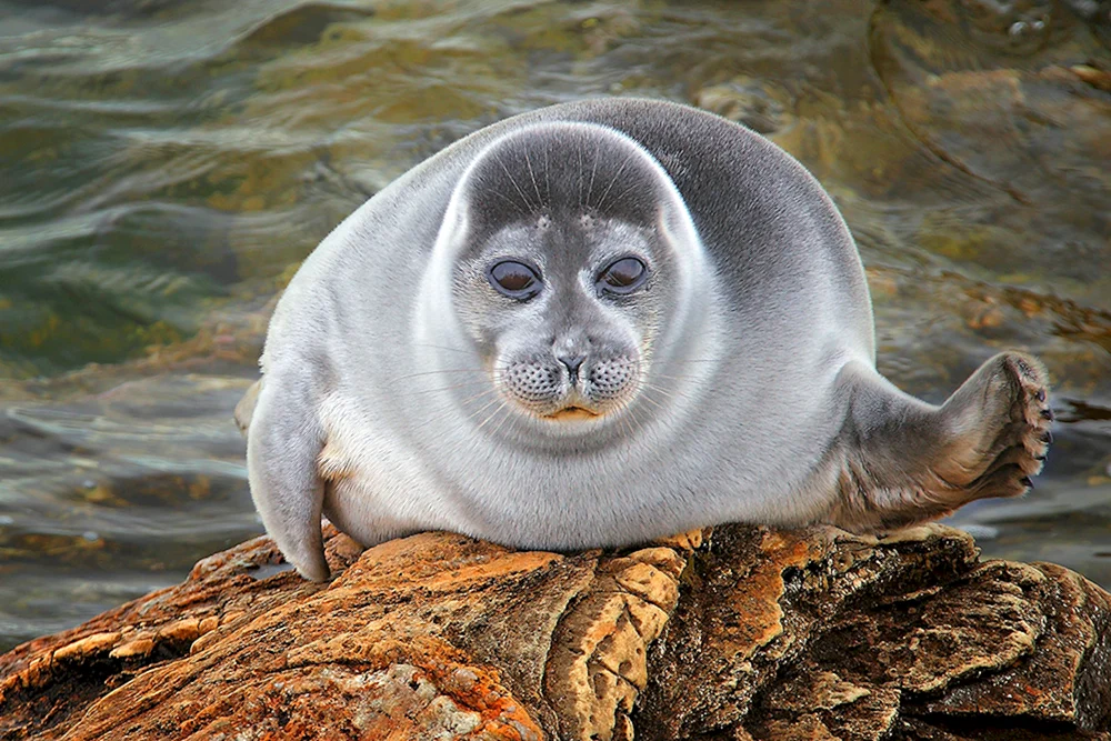 Baikal Nerpa