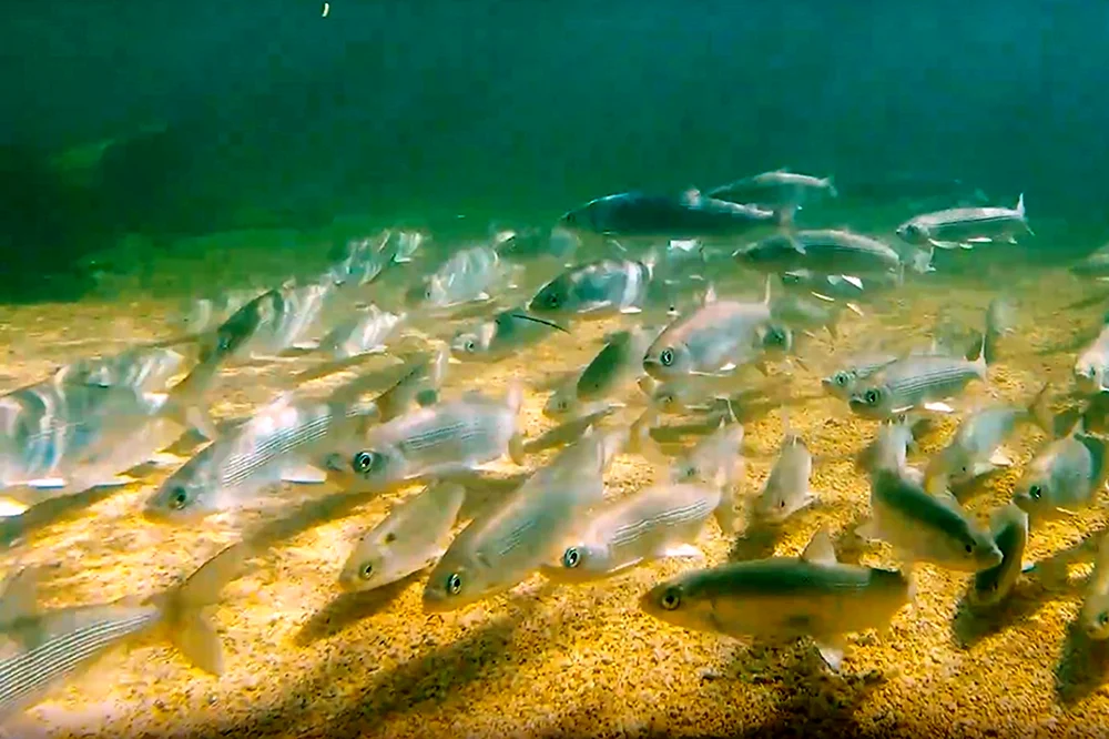 Flora und Fauna des Baikalsees