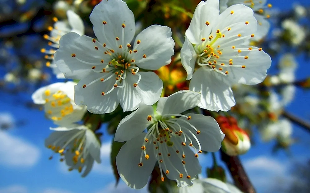 Frühlingsblumen