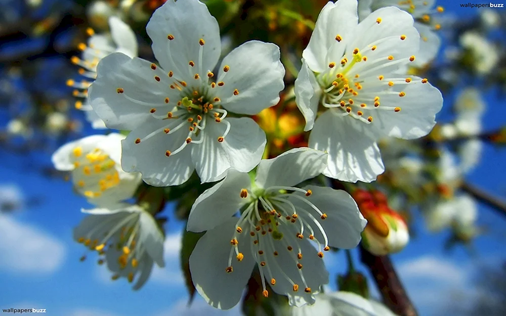 Schöner Frühling