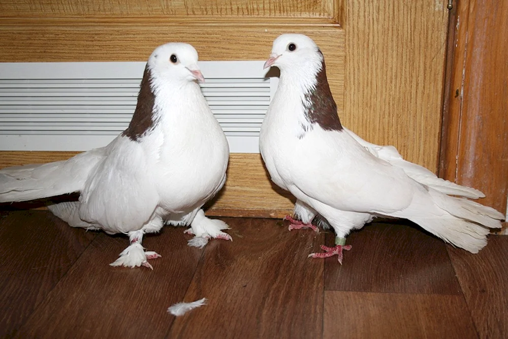 Bakin-Kampftauben Greifvögel