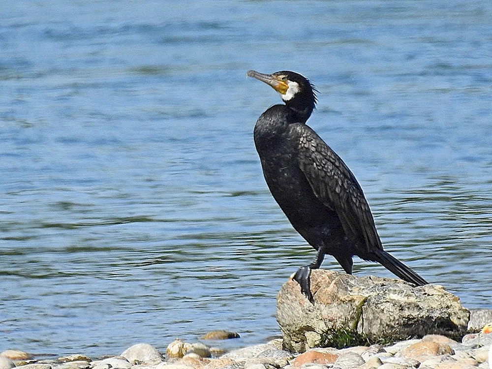 Schwarzmeerscharbe