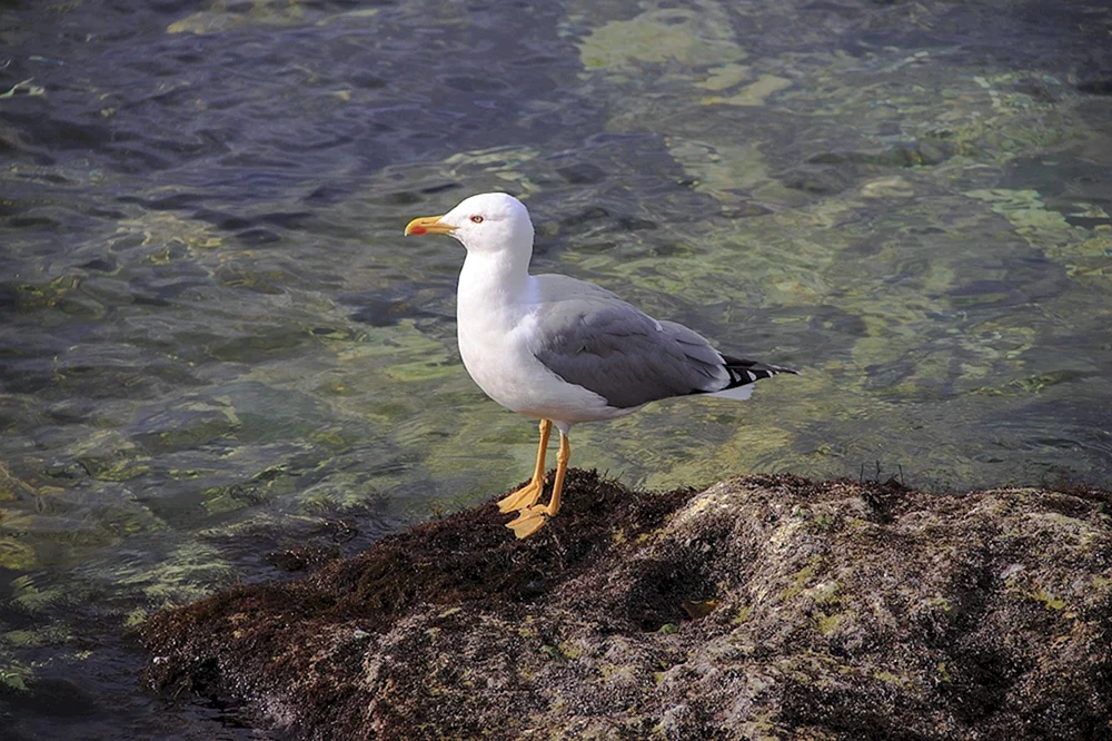 Albatrosvogel