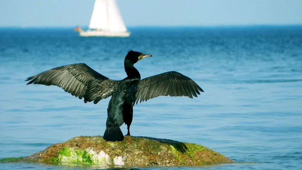 Schwarzes Meer Chomga