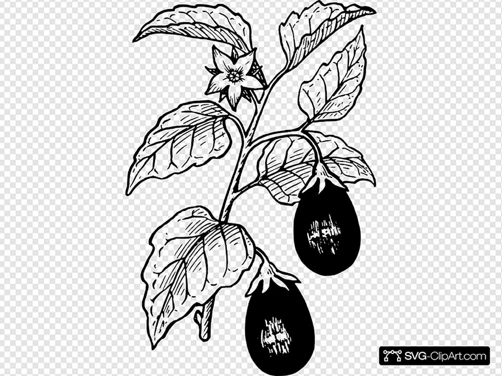 Aubergine Familie der Nachtschattengewächse