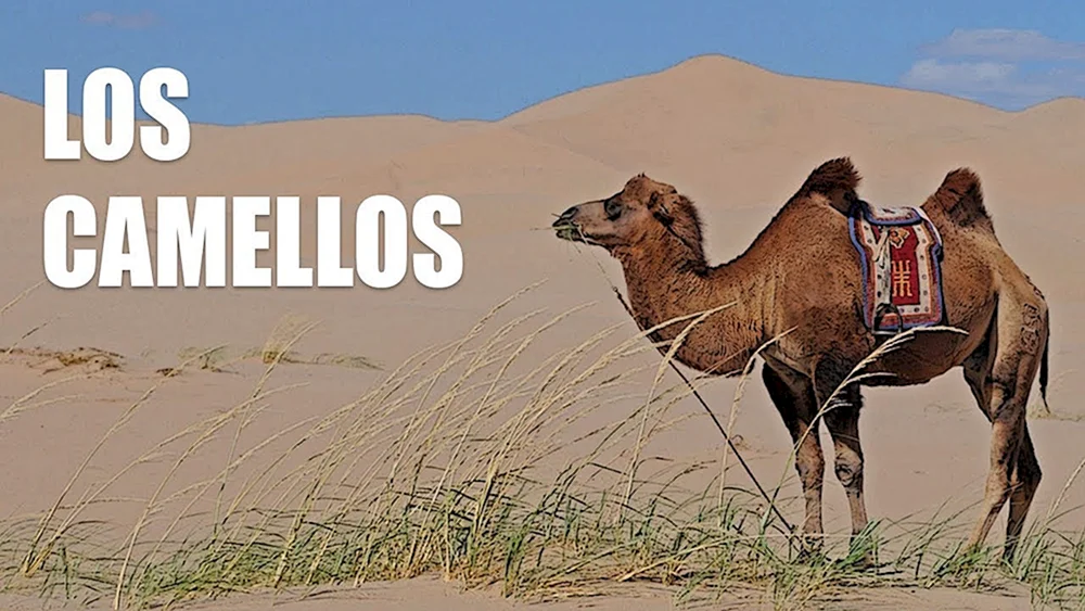 Einhöckriges Kamel Emirate
