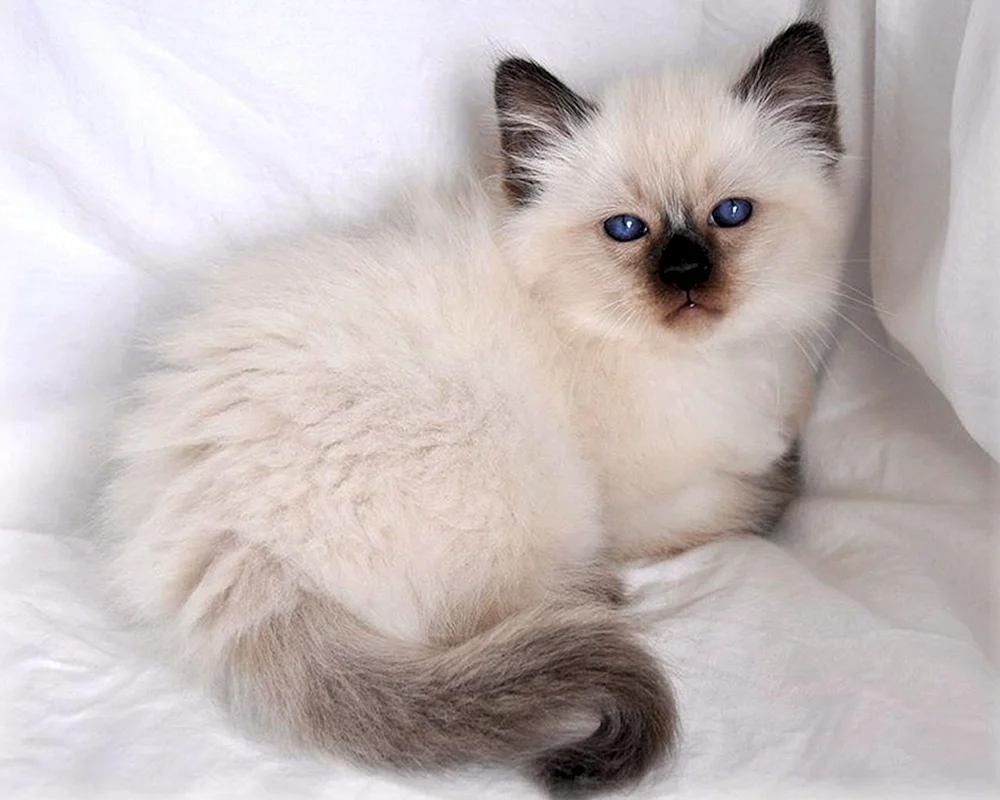 Balmese Balinese Balinese Katze