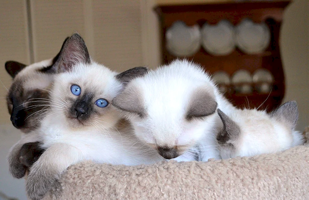 Balinese Katze