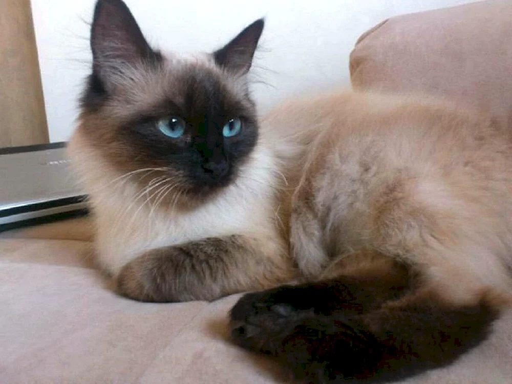 Balinesische Katze