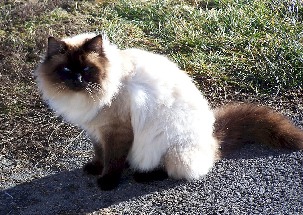 Siamese Ragdoll