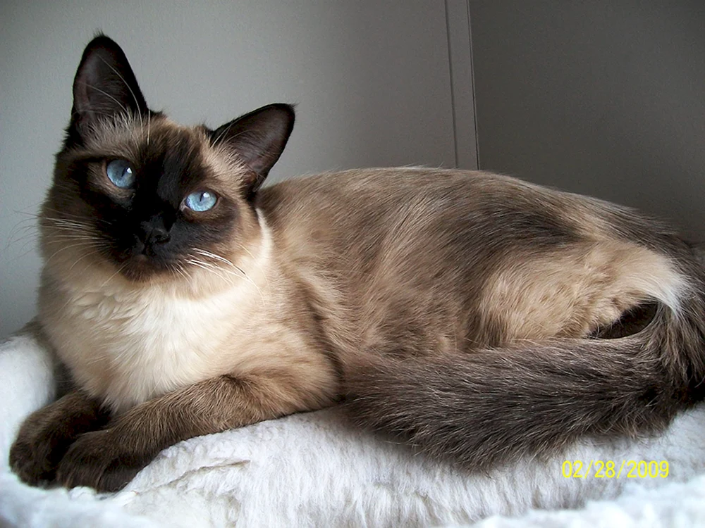 Siam-Mestizo-Katze