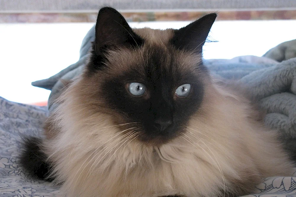 Balinesische Katze