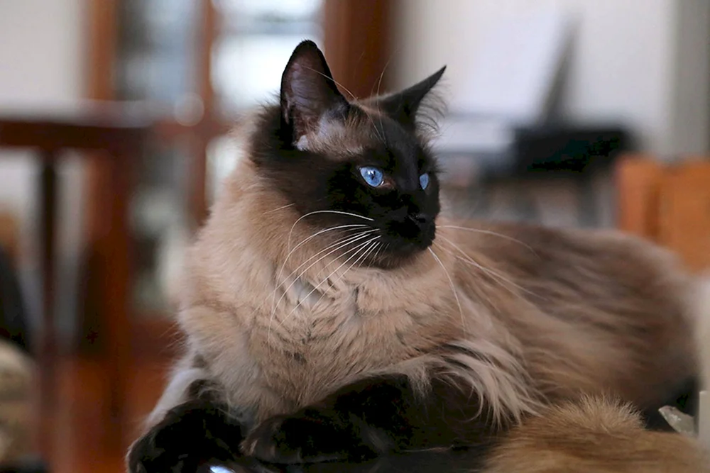 Balinesische Katze