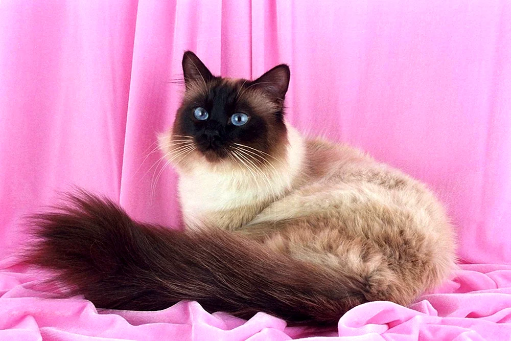 Siamese Katze Langhaar