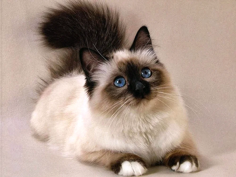 Balinesische Ragdoll