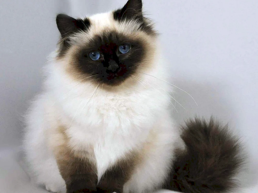 Balinesische Ragdoll