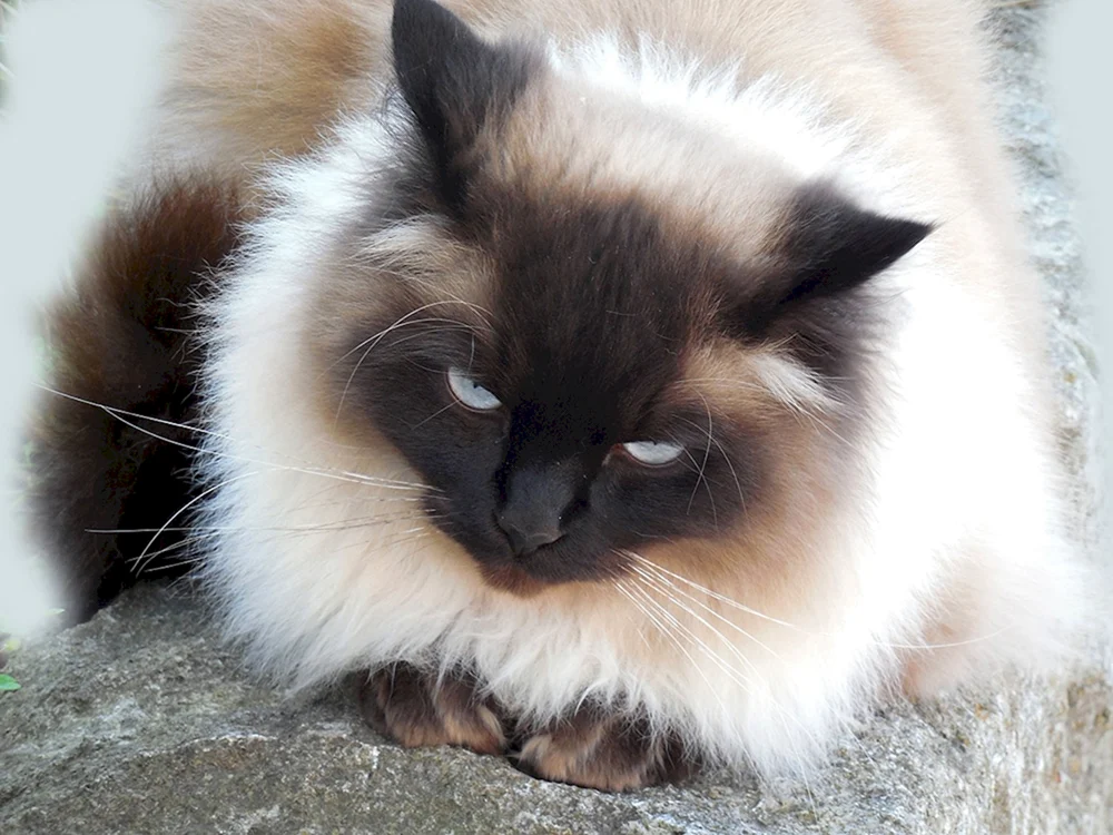 Balinesische Ragdoll