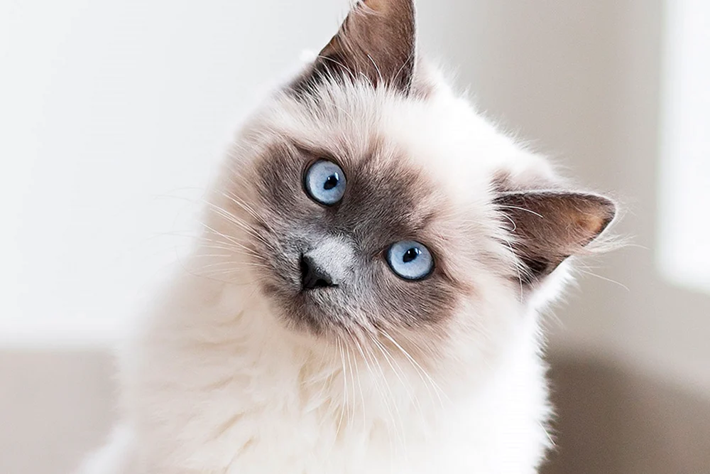 Balinesische Katze