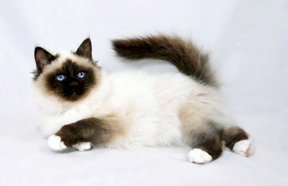 Balinesische Ragdoll