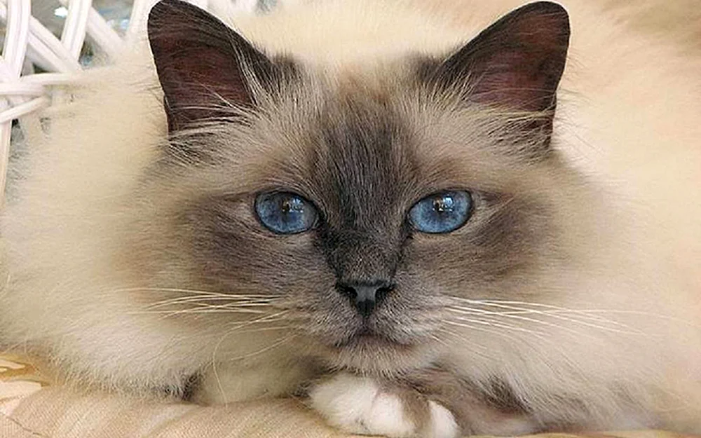 Balinesische Ragdoll